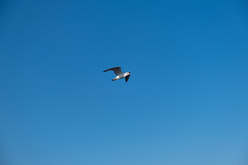 Seagulls Flying High in the Blue Sky
