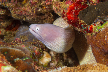 White-Eyed Moray Eel (Gymnothorax thyrsoideus) known as Grey-Faced Moray Eel, Slender Moray Eel & Freckled Moray Eel in coral reef near Anilao, Batangas, Philippines.