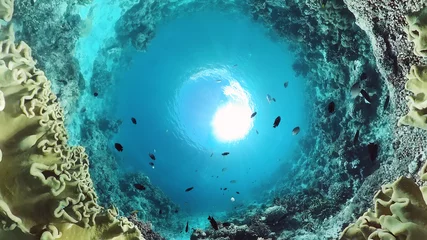 Gardinen Korallenriff Korallengarten Meerblick und Unterwasserwelt. Bunte tropische Korallenriffe. Leben Korallenriff. Panglao, Bohol, Philippinen.  © Alex Traveler