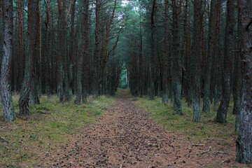 The path in the dark magical le