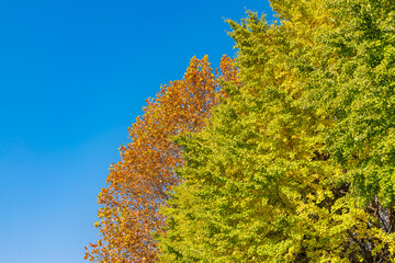 青空と紅葉し始めた木