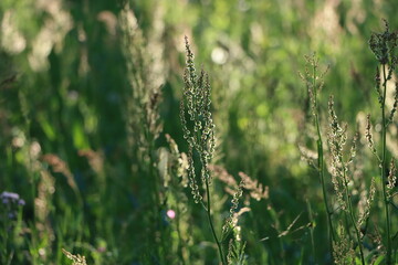 スイバが生息する草原