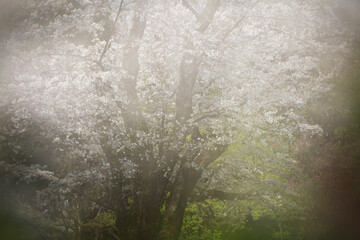 幻想の桜（ソメイヨシノ）