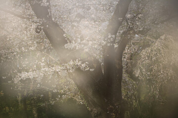 幻想の桜（ソメイヨシノ）