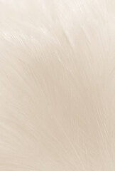 Beautiful abstract gray feathers on white background and soft white feather texture on white pattern and brown background, white texture wallpaper, love theme, valentines day