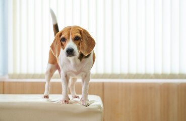 Beagle dog stand on bed in pet hospital for checkup healthcare