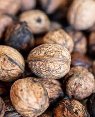 Walnut as background. Harvest from  garden