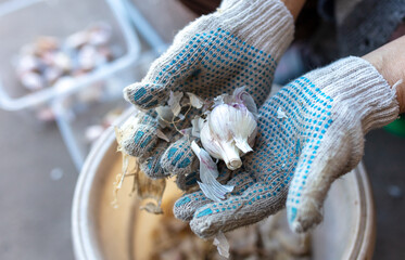 Woman peels garlic with her hands. Harvest from the garden