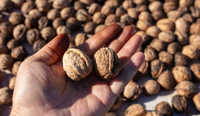 Walnut in a man's hand.
