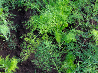 Fototapeta premium Green dill grows in the garden. Nature