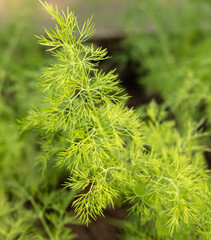 Green dill grows in the garden. Nature