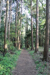 Fototapeta na wymiar 森の中の散歩道（横浜市瀬谷市民の森）