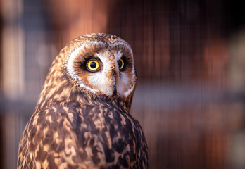 Close up portrait of an owl
