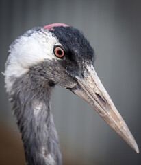 Close up portrait of a stork