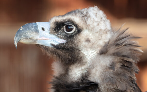 Close up portrait of a vulture