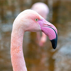 Close up portrait of pink flamingo