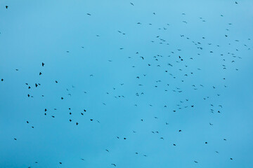 A flock of birds isolated on blue sky.