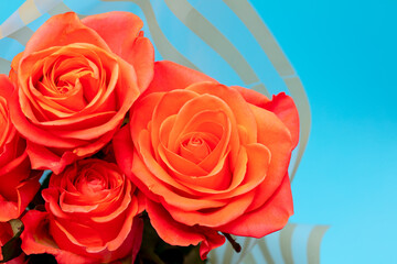 Rose flowers isolated on blue background.