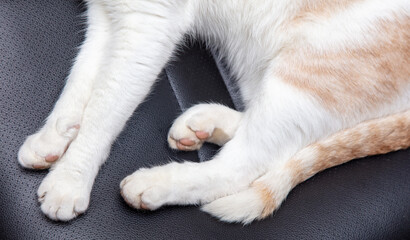 The cat sleeps on an office chair.