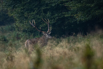 The Red Deer stag during the rutting season in the Carpathians.