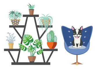 Room with Boston terrier