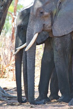 Two elephant trunk next to each other in a row on vertical image. Safari animal wildlife in Africa.