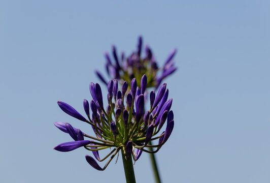 「Agapanthoideae」の画像 381 件の Stock 写真、ベクターおよびビデオ Adobe Stock