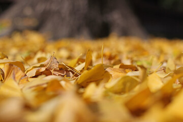 close up of a yellow leaves