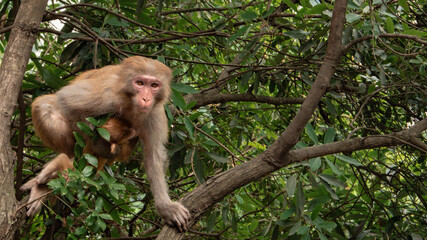 monkeyu in zhang jia jie forest