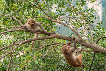 monkeyu in zhang jia jie forest