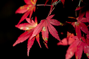 真っ赤な紅葉の葉っぱ