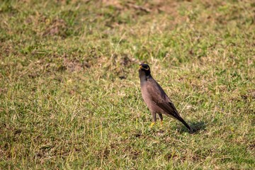 Indian Myna Bird or Common Myna on Grass with Selective Focus