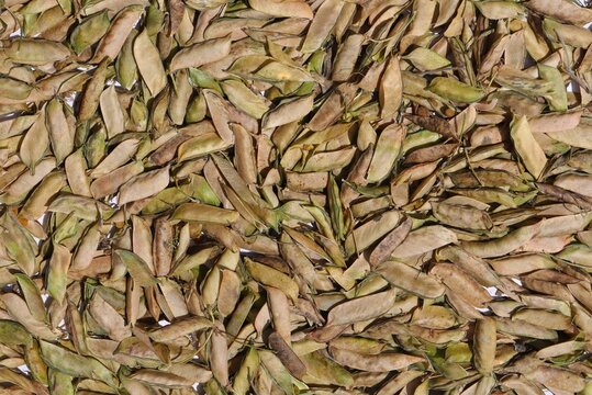 Heap of Grass Pea Pods or Chickling Vetch Pods, Also Known as Lathyrus Sativus, Cicerchia, Blue Sweet Pea