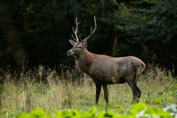 The Red Deer stag during the rutting season in the Carpathians.
