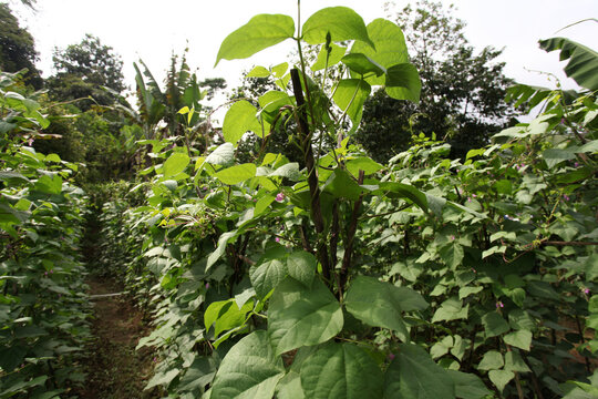 A field planted with long beans in the Babakan Madang area, Bogor, Indonesia. Long bean plant in the field