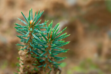 Spruce green seedling. Drylands landscaping concept.