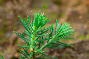 Spruce green seedling. Drylands landscaping concept.