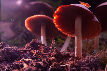 Hallucinogenic mushrooms are illuminated with surreal light. Mushrooms containing psilocybin.