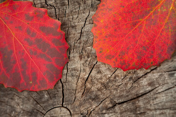 Red autumn leaves lie on a woody background.