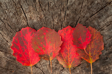 Red autumn leaves lie on a woody background.
