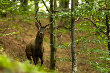 The Red Deer stag during the rutting season in the Carpathians.