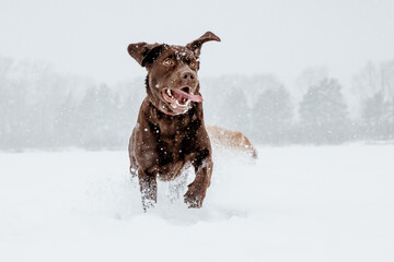 
Dog running in the snow