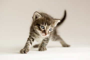 Cute kitten. Small cat. Fluffy cozy pet
