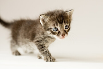 Fototapeta na wymiar Cute kitten. Small cat. Fluffy cozy pet 