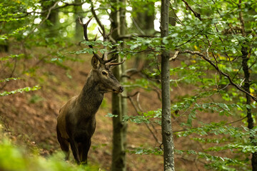 The Red Deer stag during the rutting season in the Carpathians.