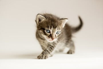 Cute kitten. Small cat. Fluffy cozy pet
