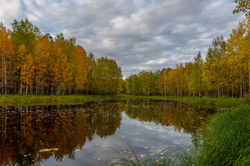 A panoramic view of a forest lake, which reflects clouds, sky, autumn forest. Autumn leaves float on the surface