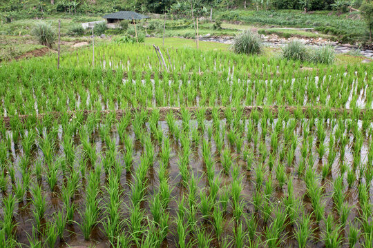Paddy field. Rice plants began to grow in rice fields. Wide area paddy field in Bogor, West Java, Indonesia. Indonesian landscape