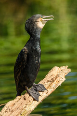 great cormorant, black shag or black cormorant (Phalacrocorax carbo) in sunlight on log