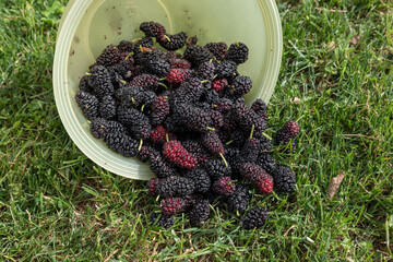 Freshly picked ripe mulberries